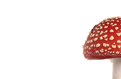 Amanite tue-mouche, grand champignon avec une tête rouge parsemée de taches blanches.